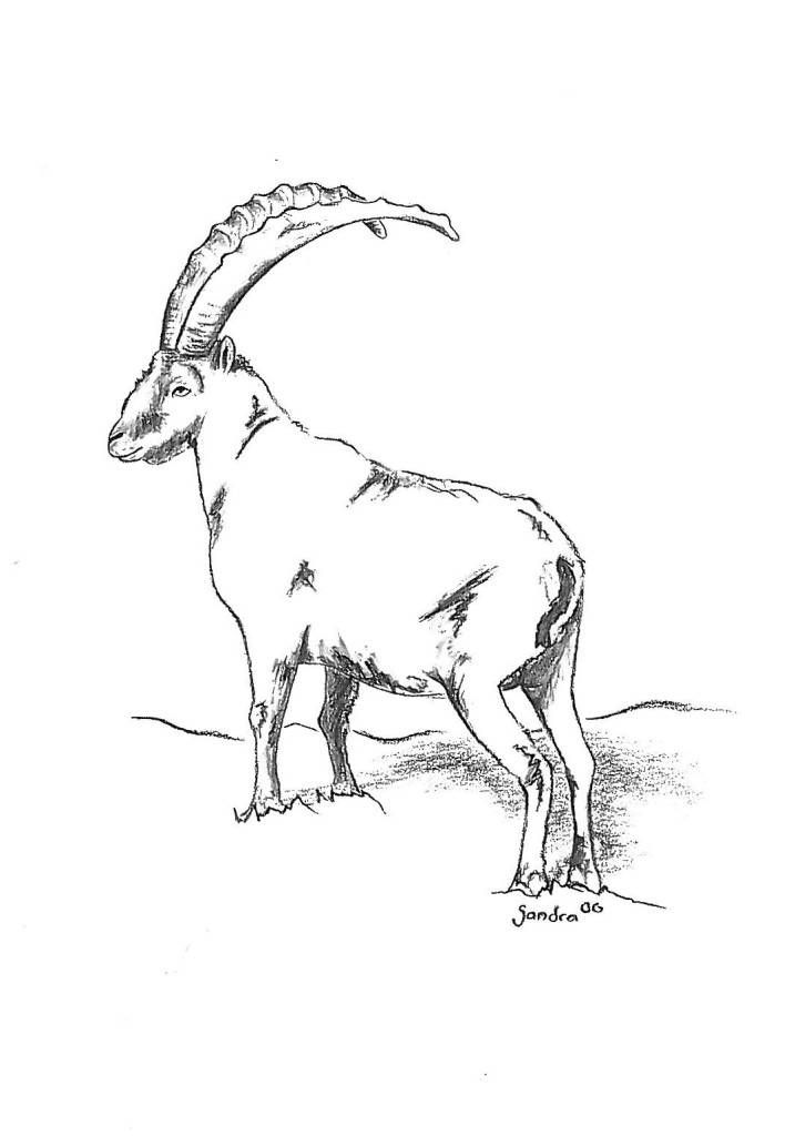 Steinbock